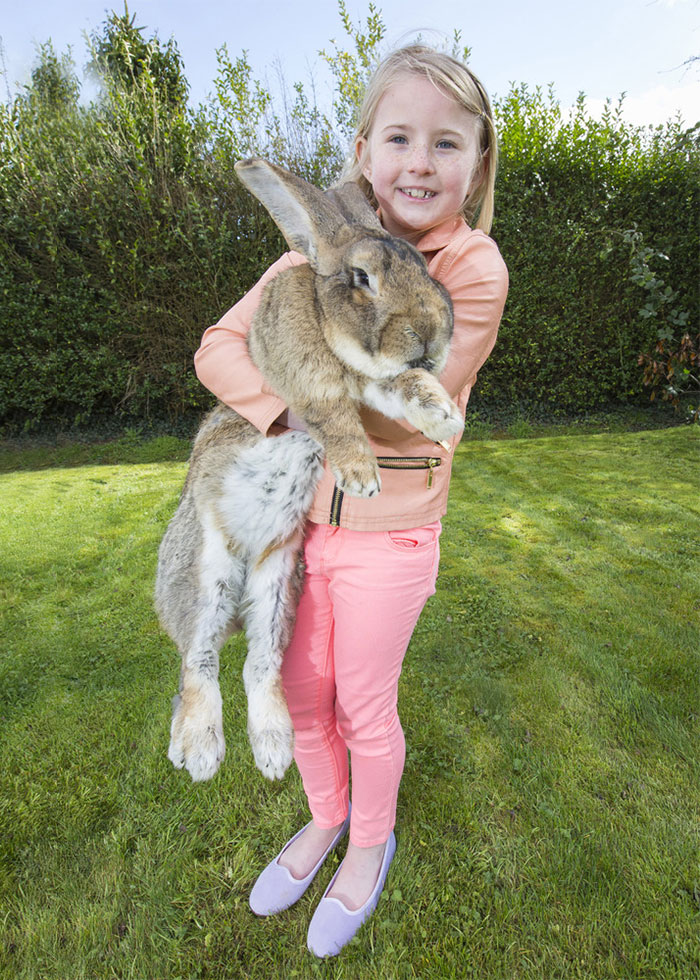 Meet Darius The World’s Biggest Bunny, But His Son Is