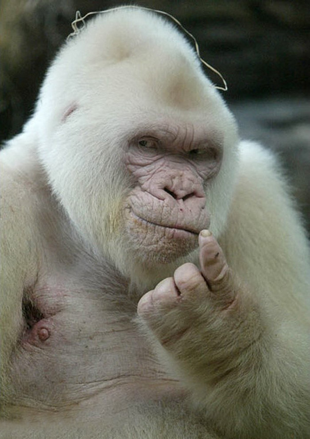 Seductive Albino Gorilla Bored Panda