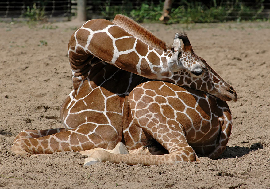 This Is How Giraffes Sleep (12+ pics) Bored Panda