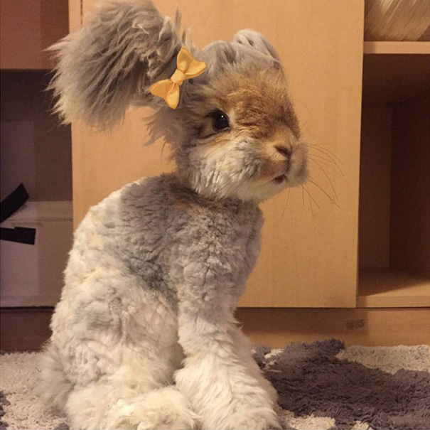 Meet Wally, The Bunny With The Biggest WingLike Ears Bored Panda