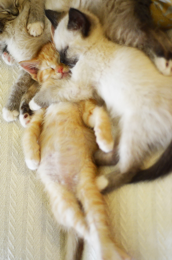 22+ Sleepy Kittens Doing What They Do Best Sleep Bored Panda
