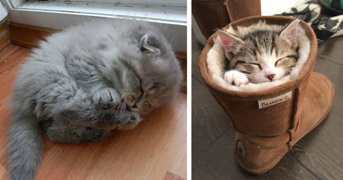 22+ Sleepy Kittens Doing What They Do Best Sleep Bored Panda