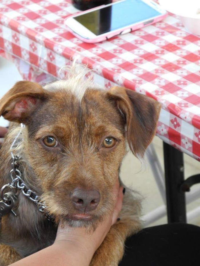Guido… My Porkie (pitbull Yorkie Mix + Some Wirehaired Vizla) Bored Panda
