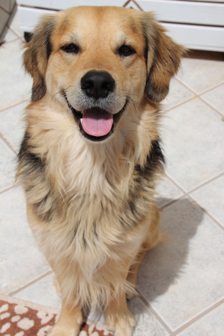 Dave Mix Of Golden Retriver, German Shepard And Collie