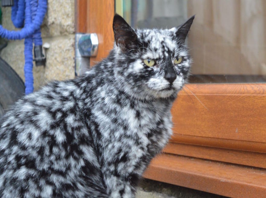 Why Black Cat, Scrappy, Is Slowly Turning White In A Fascinating
