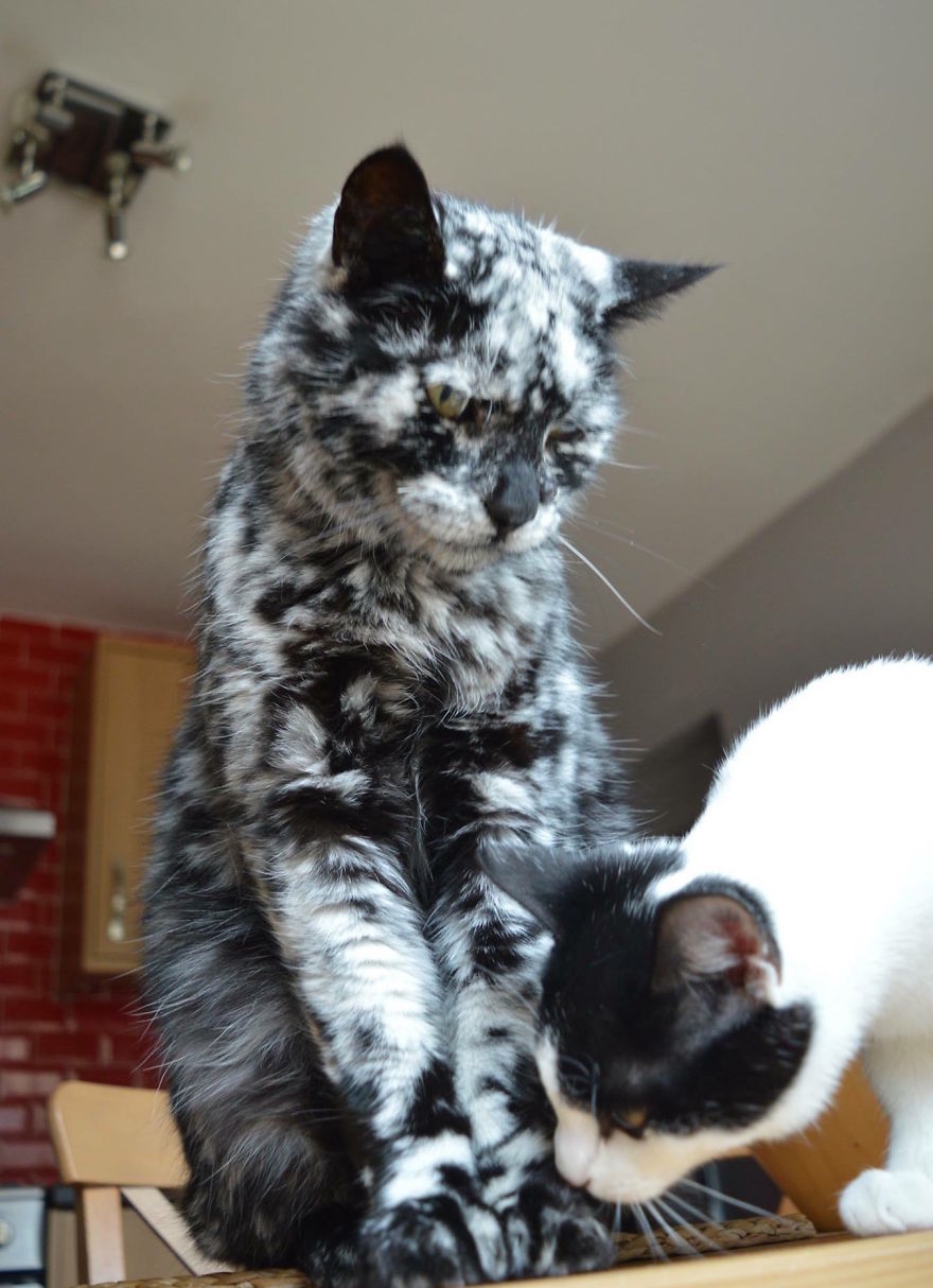 Why Black Cat, Scrappy, Is Slowly Turning White In A Fascinating