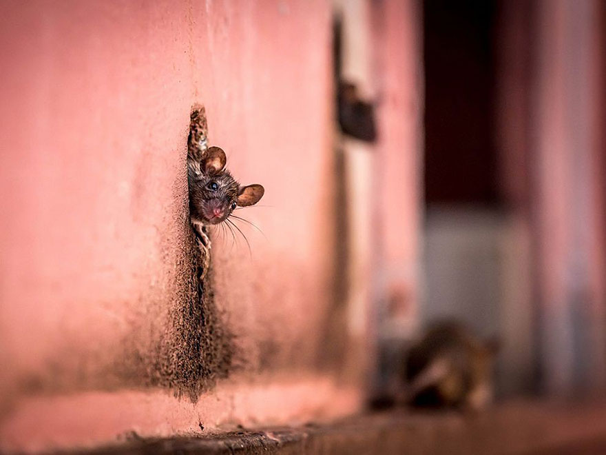 National Geographic's Top 20 Photos Of 2015 | Bored Panda
