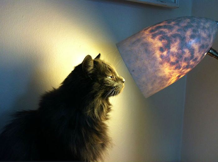 Just My Cat Sunbathing In A Lamp Is All Bored Panda