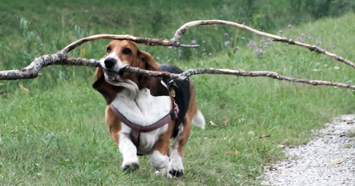 My Dog Has A Thing For Big Sticks Bored Panda