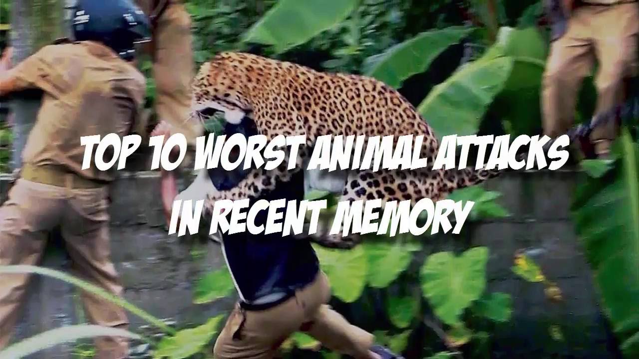 Top 10 Worst Animal Attacks Bored Panda