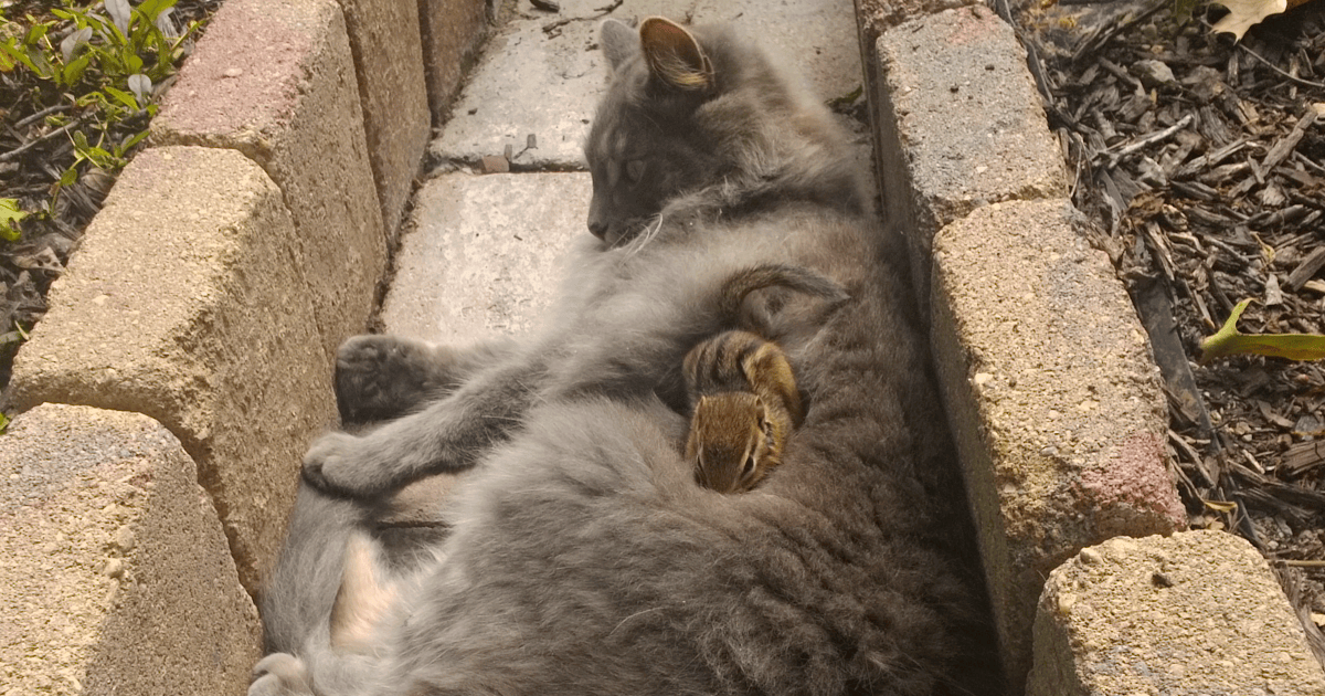 Cat Friends With A Chipmunk, Won’t Stop Cuddling Bored Panda