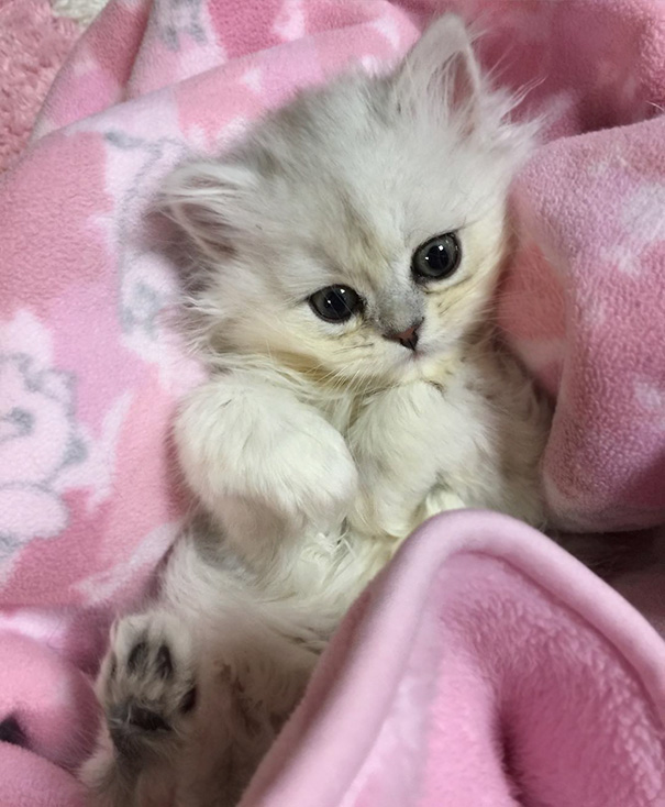 Cute Cat Photos, Download Free Cute Cat Stock Photos & HD.