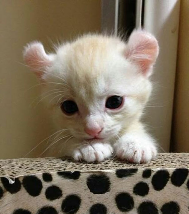 91 Of The Cutest Kittens Ever Bored Panda