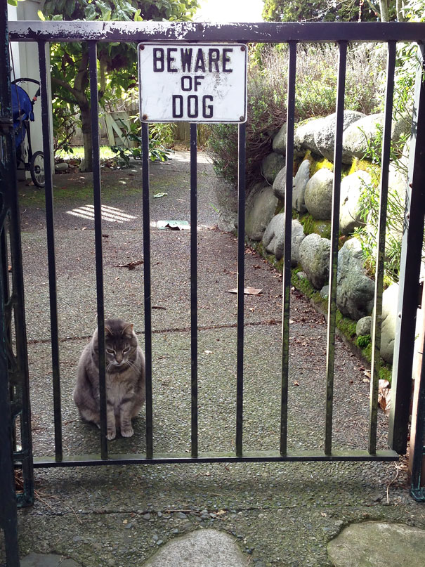 Jun 21, 2021 · a funny beware of the dog sign will still inform trespassers that there is a dangerous dog on premises. 47 Dangerous Dogs Behind Beware Of Dog Signs Bored Panda