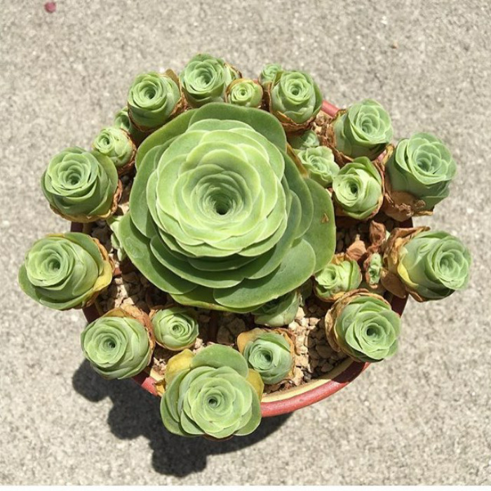 Rose Succulents Are A Thing And They Look Straight Out Of