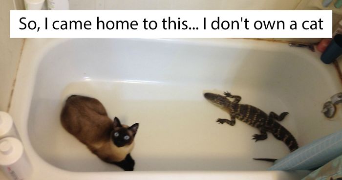 10+ Of The Best “I Don’t Own A Cat” Moments That Have Ever Happened To