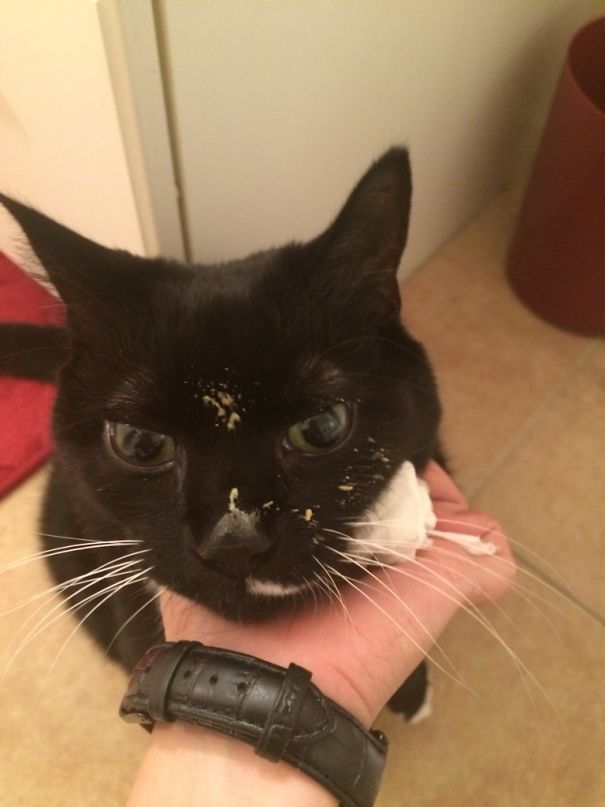 With your job or studies? My Cat Got Caught Stealing My Queso And He Is So ...