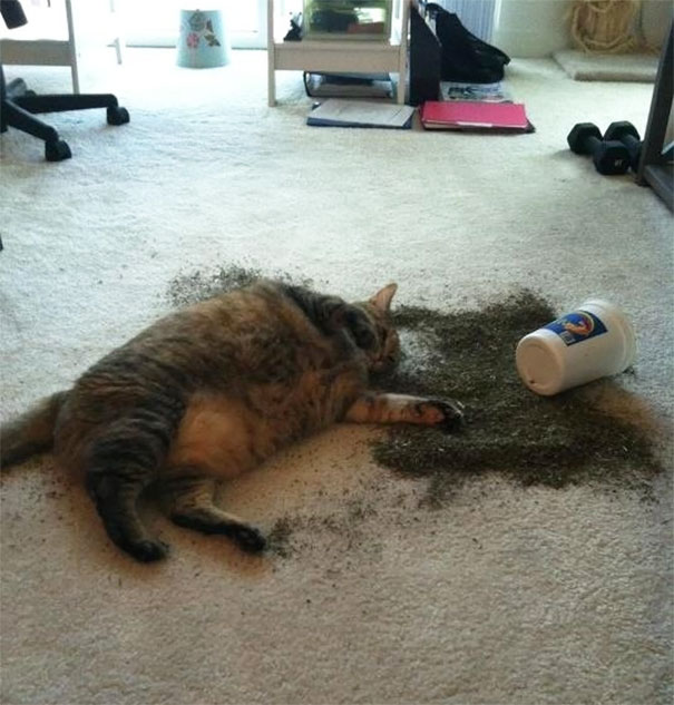 45+ Funny Pics Of Cats High On Catnip Bored Panda