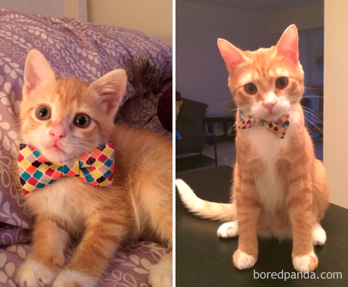 10+ BeforeAndAfter Photos Of Cats Growing Up PAWS