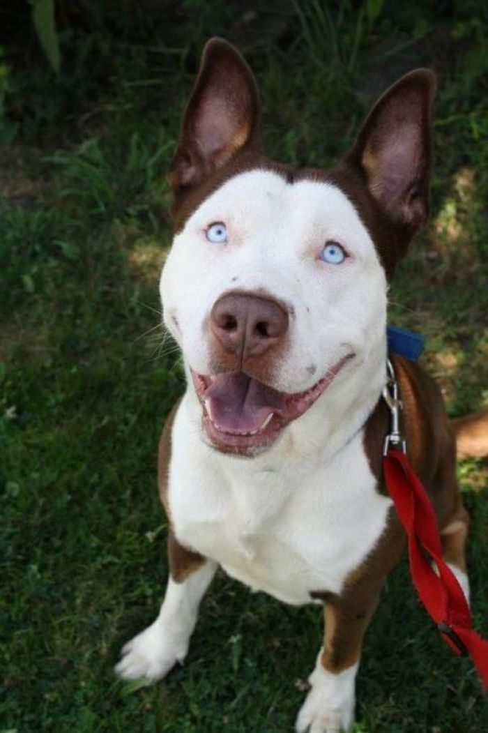 89 Adorable Pit Bull Mixes Success Life Lounge