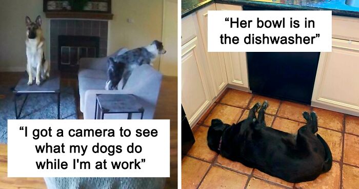 What's Wrong With Your Dog?": People Are Posting Pictures Of 'Malfunctioning' Dogs (47 Pics) | Bored Panda