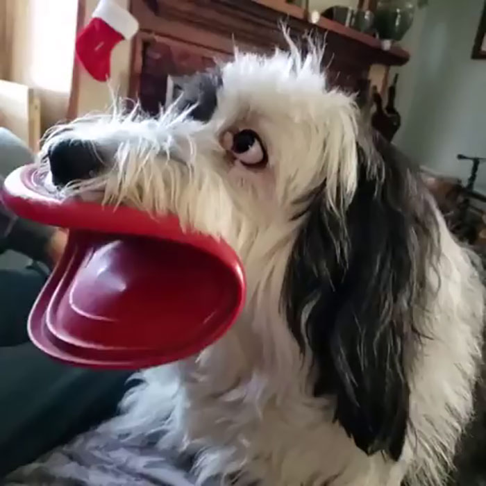 What's Wrong With Your Dog?": People Are Posting Pictures Of 'Malfunctioning' Dogs (47 Pics) | Bored Panda