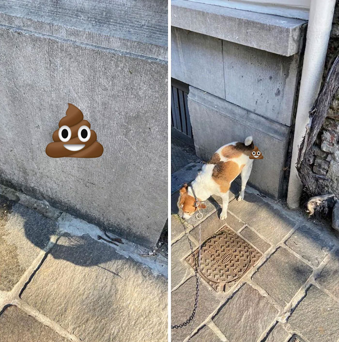 What's Wrong With Your Dog?": People Are Posting Pictures Of 'Malfunctioning' Dogs (47 Pics) | Bored Panda