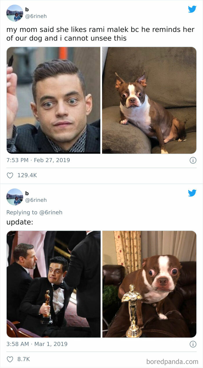 What's Wrong With Your Dog?": People Are Posting Pictures Of 'Malfunctioning' Dogs (47 Pics) | Bored Panda