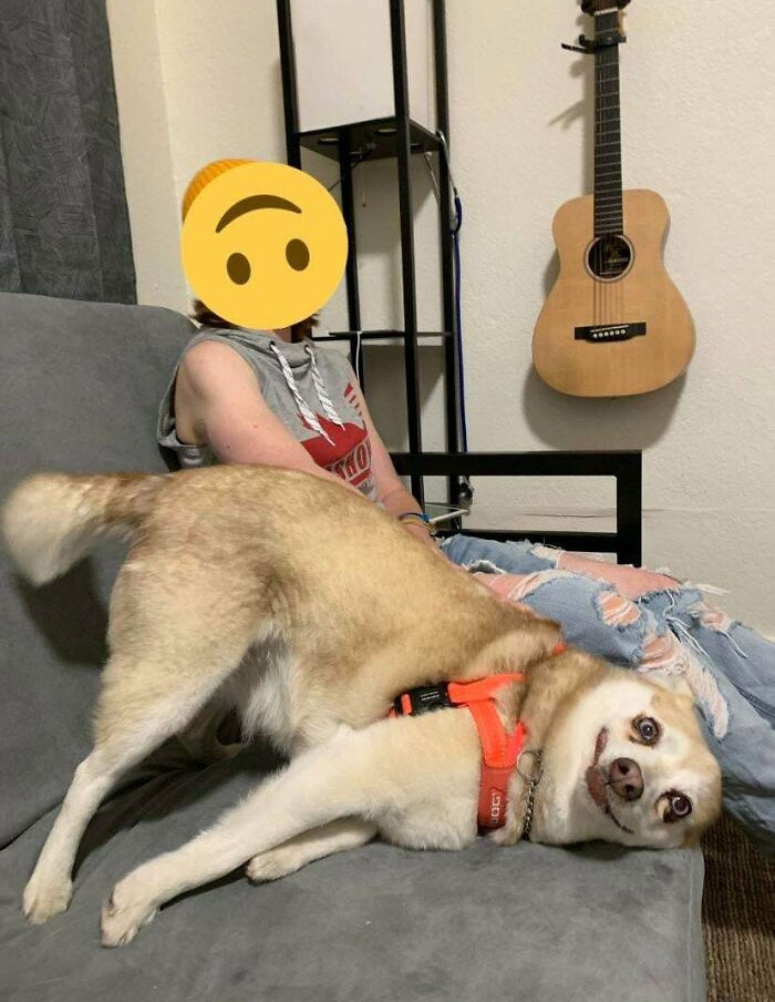 What's Wrong With Your Dog?": People Are Posting Pictures Of 'Malfunctioning' Dogs (47 Pics) | Bored Panda