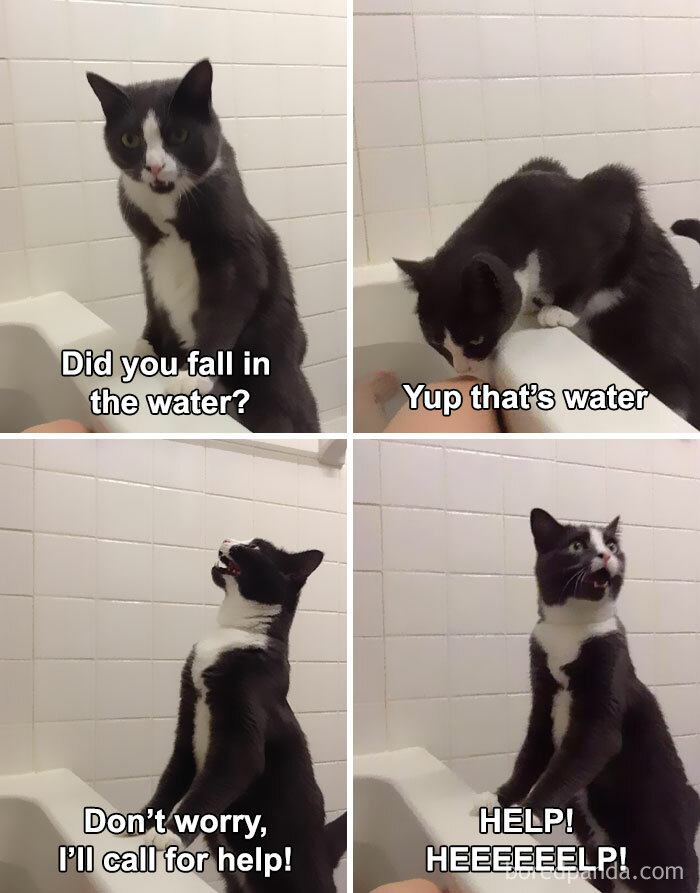 Maybe you would like to learn more about one of these? 50 Cat Memes Created By People Clearly Living With One Bored Panda