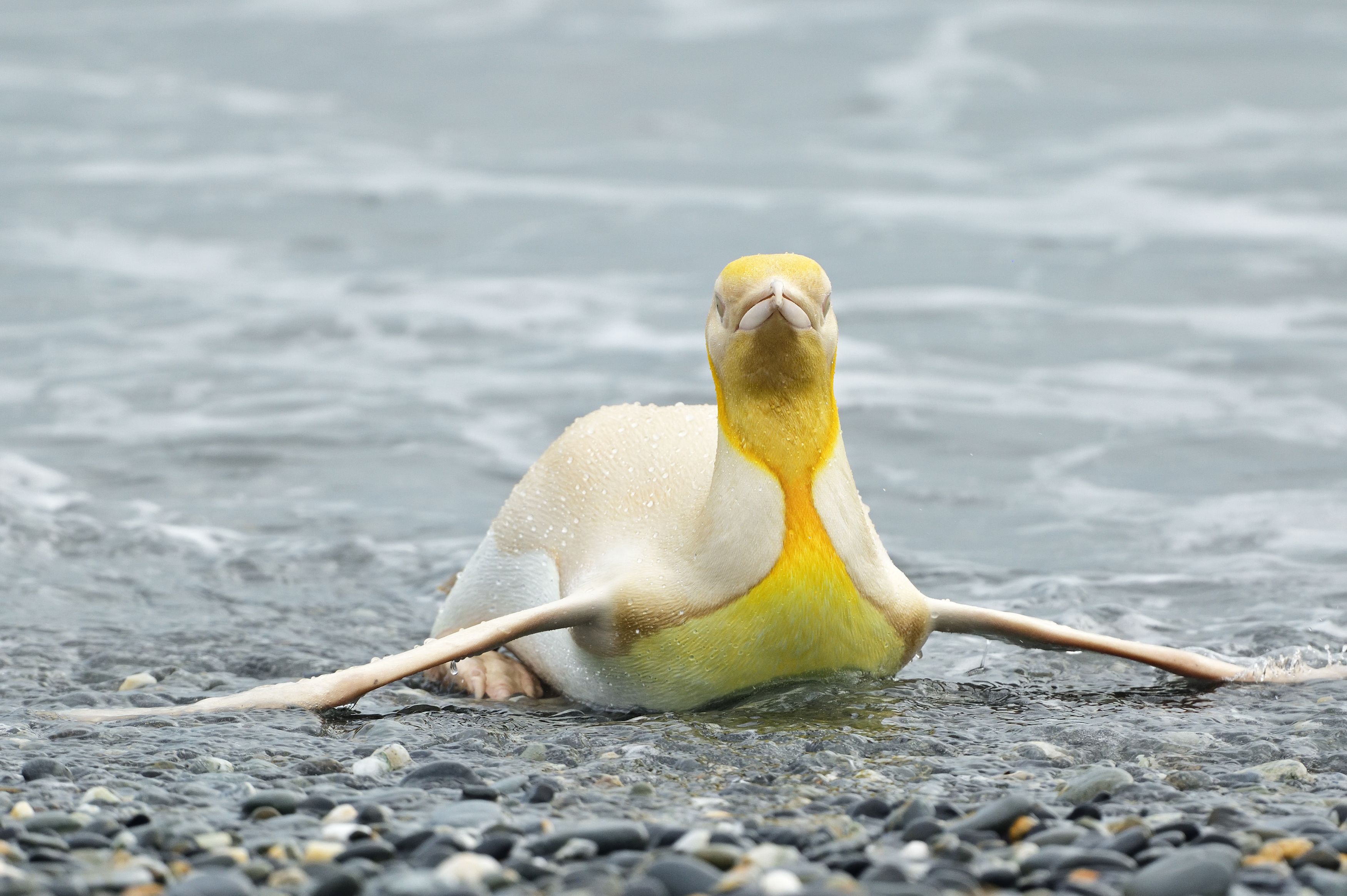 Photographer of Wildlife Observes "Never Before Seen" 1In146k Yellow