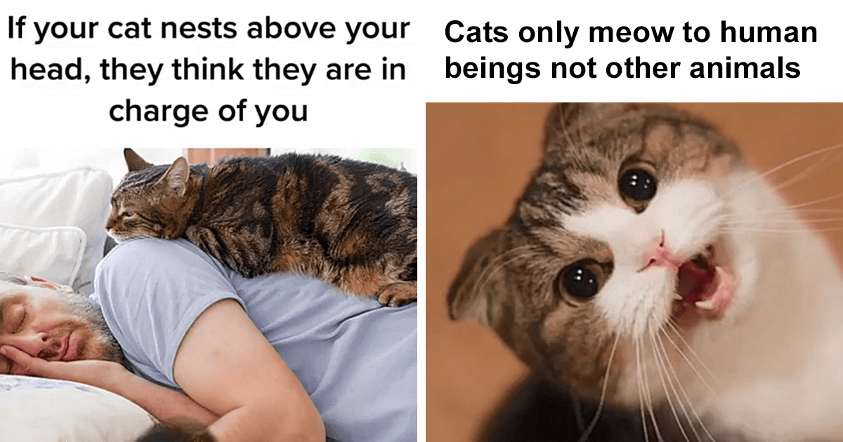 Why Do Cats Only Meow At Humans Sale Online | www.jkuat.ac.ke