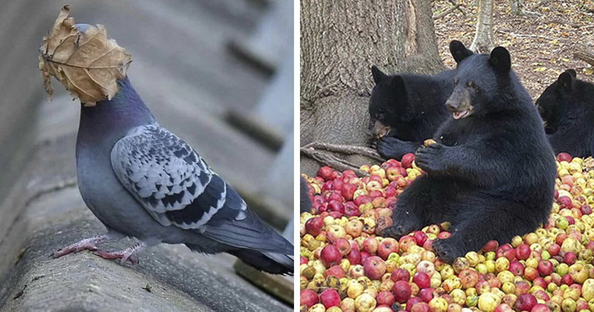 50 Photos Of Animals Just Living Their Best Life, As Shared On This