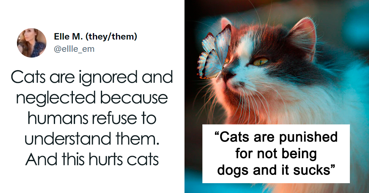 Are Cats And Dogs Social Animals