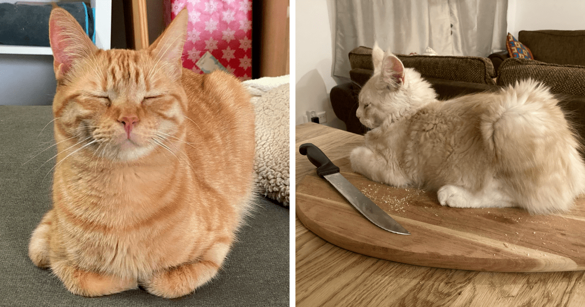 Can A Dog Bread With A Cat