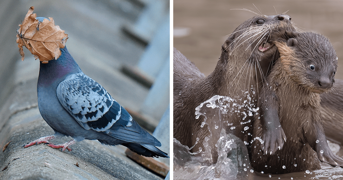 The 2021 Comedy Wildlife Photography Awards Have Just Announced Their