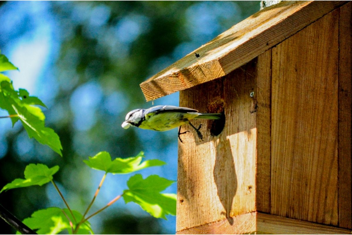 How To Build A Birdhouse BuildEazy
