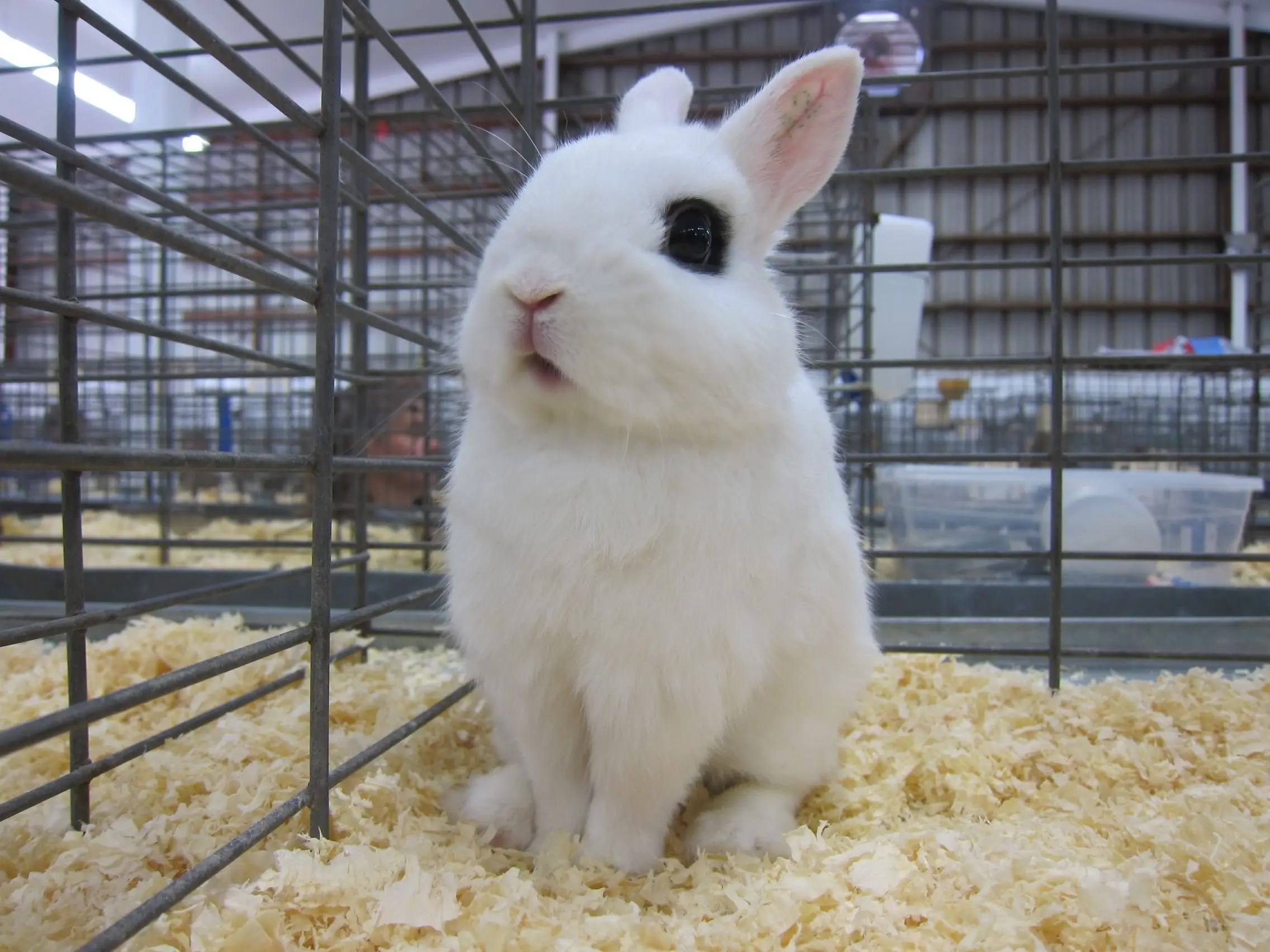 Why So Many Chinese Billionaires Were Born In The Year Of The Rabbit