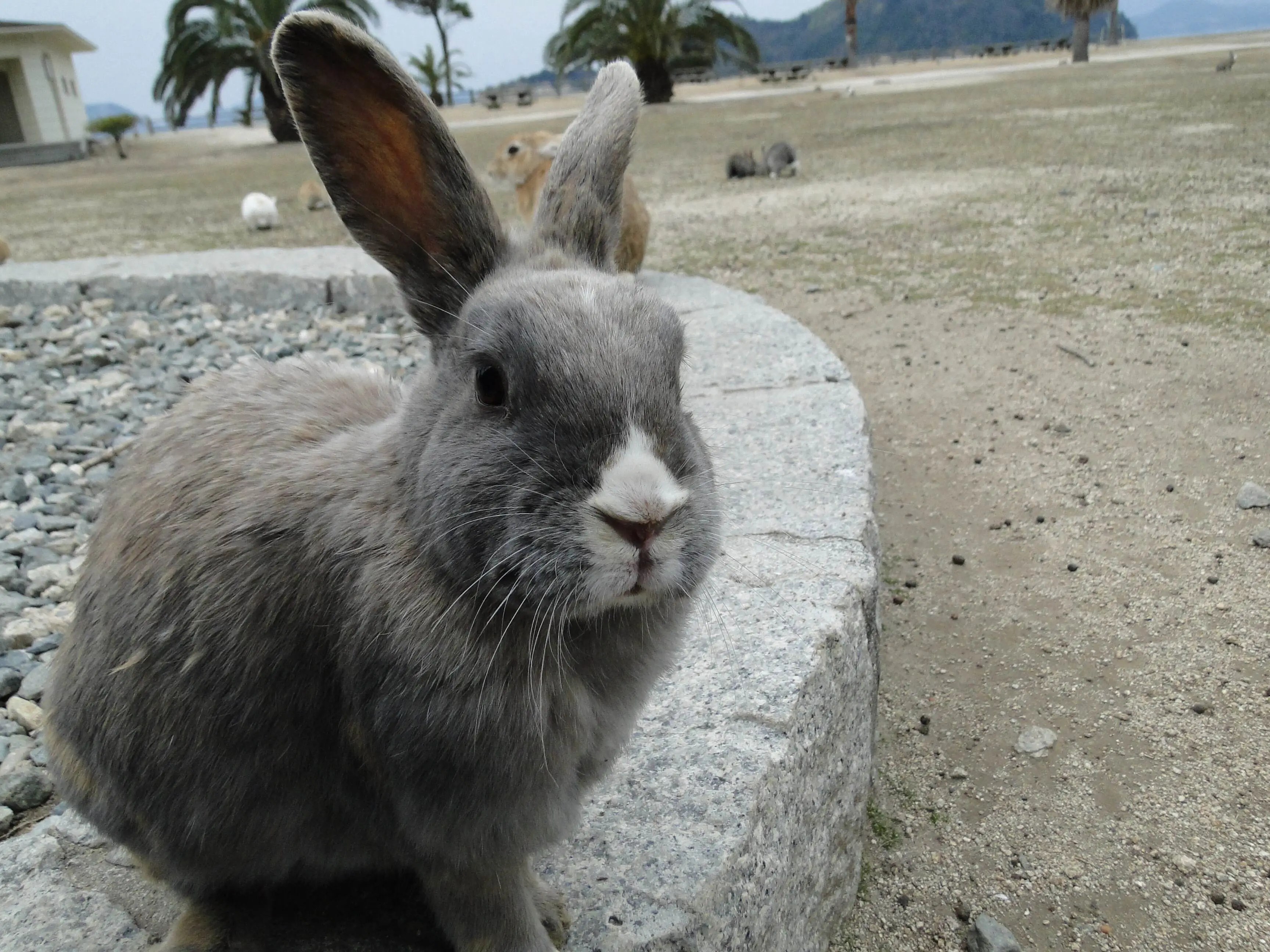 Japan Once Tested Poison Gas On Rabbits At This Secret
