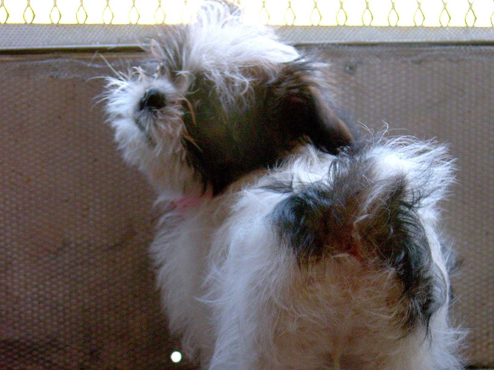 The Dog Breeds That Live The Longest Business Insider