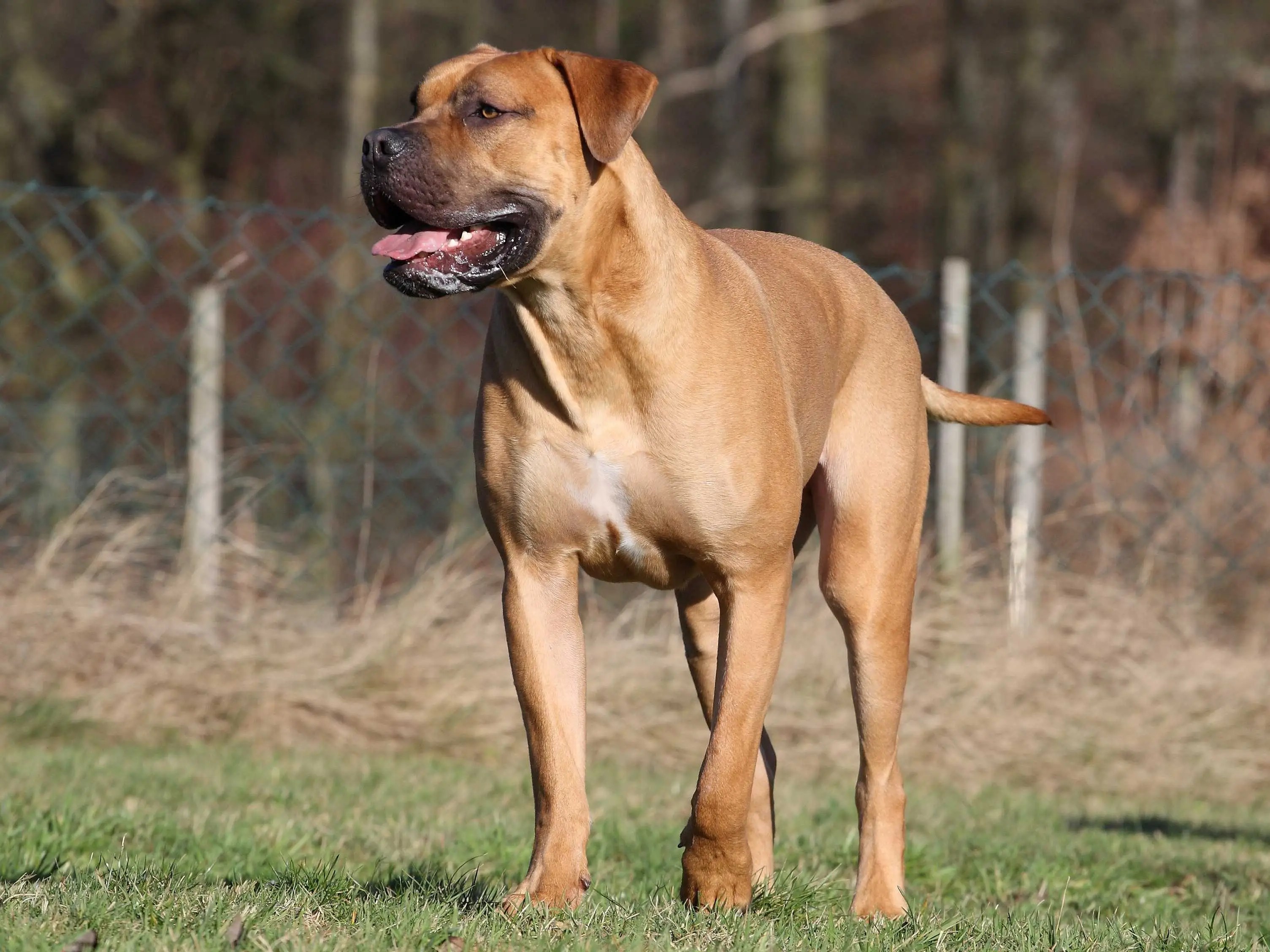 Here Are The 4 New Breeds Of Dogs Business Insider