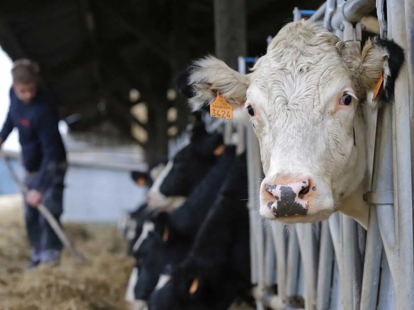 The ability to digest milk may explain how Europe got rich Business