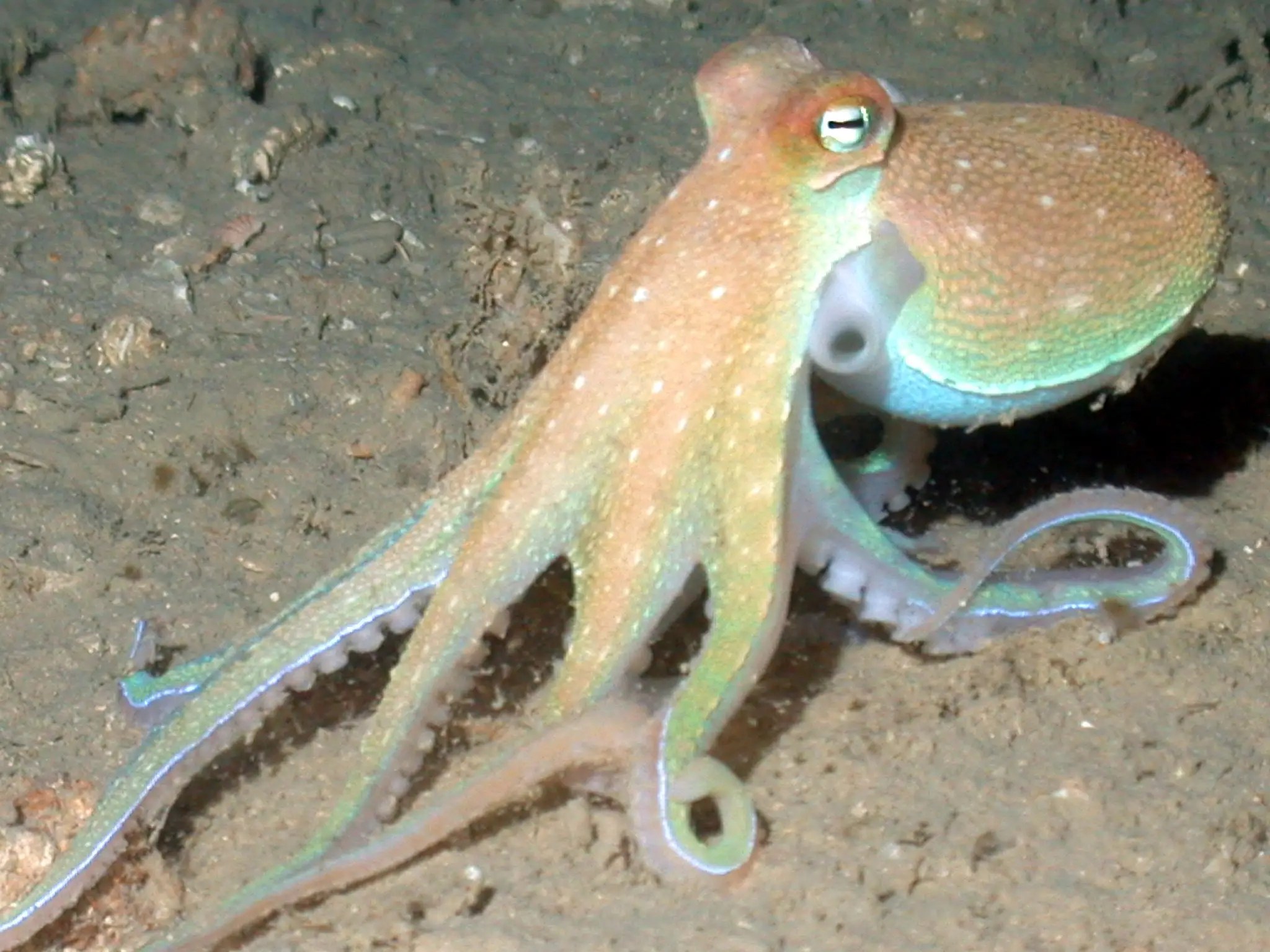Octopuses are slithering out of the water onto beaches in Wales, and