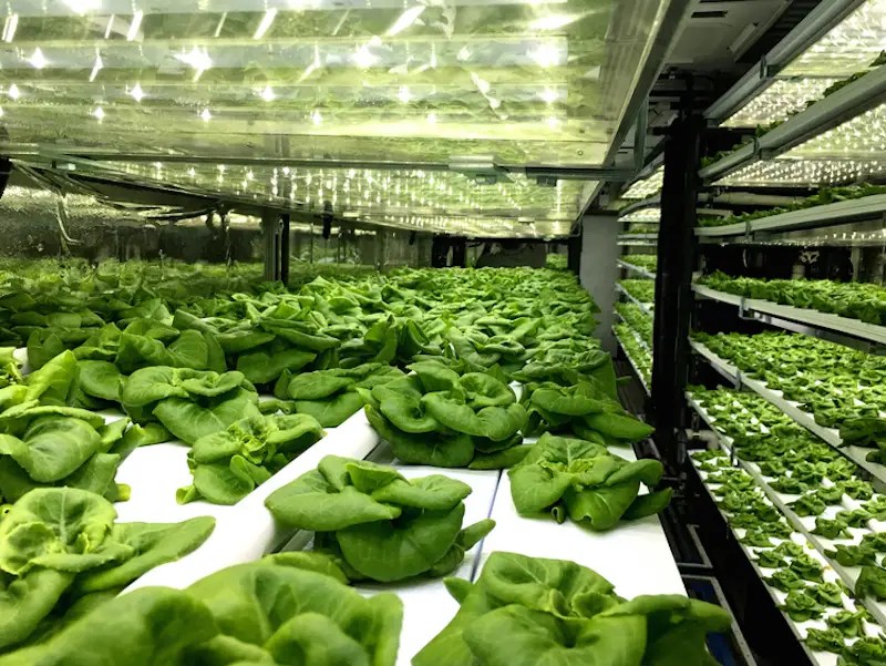 See inside this vertical farm where 65,000 pounds of lettuce grow each