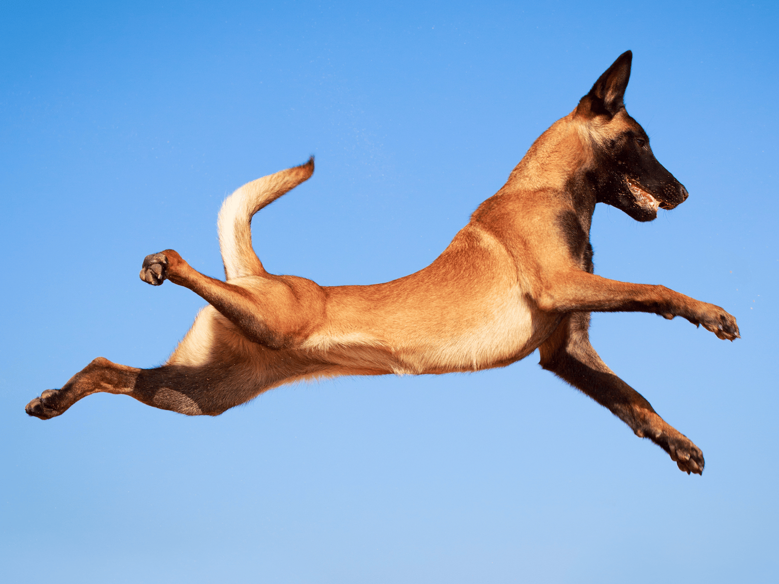 This svelte beast is the most active dog breed in America Business