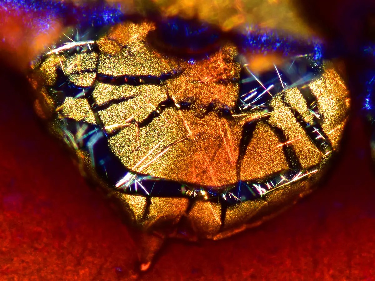 Crusty, driedup coffee looks beautiful under a microscope Business