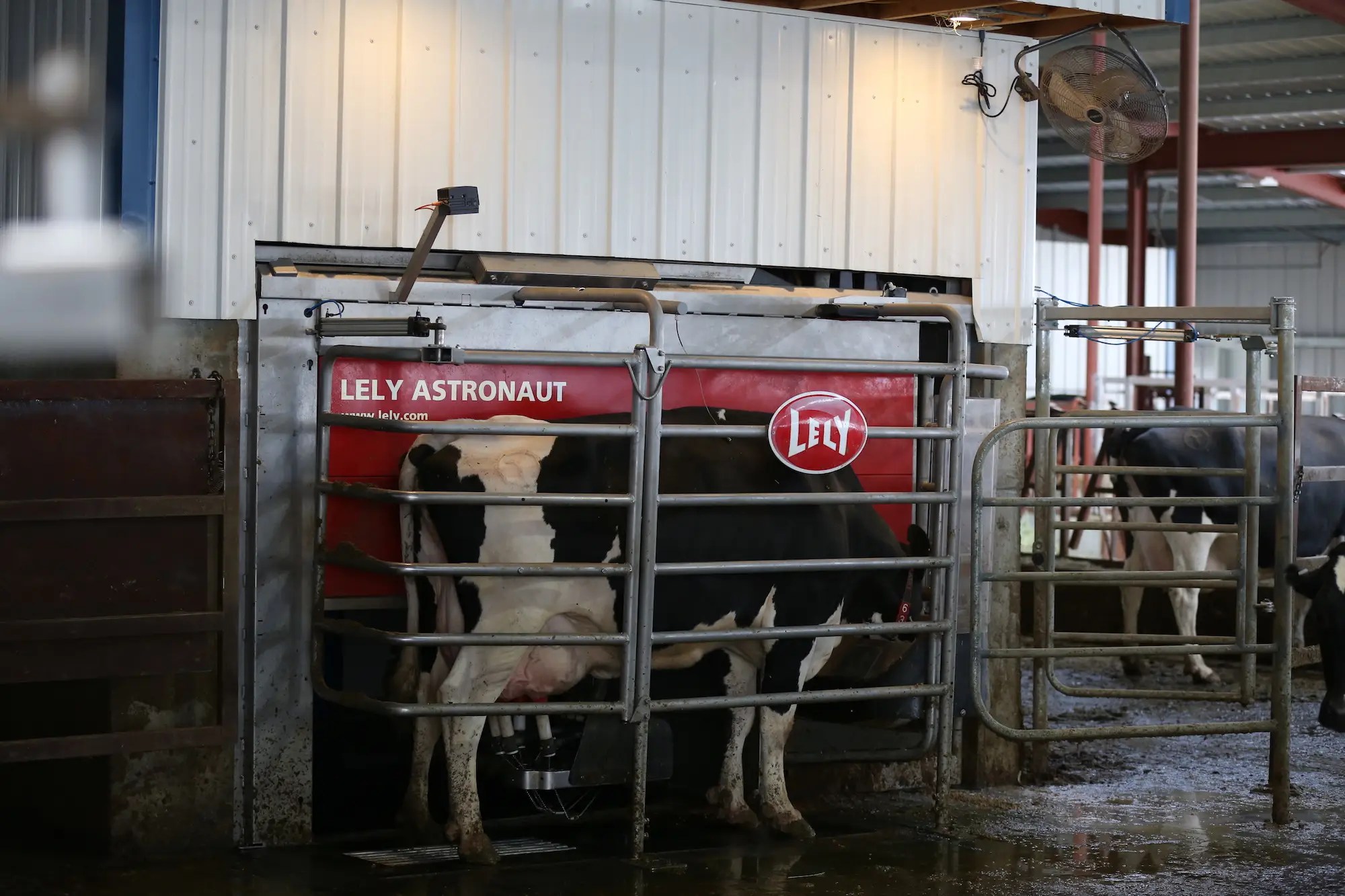 These robots are milking cows without any humans involved, and the cows