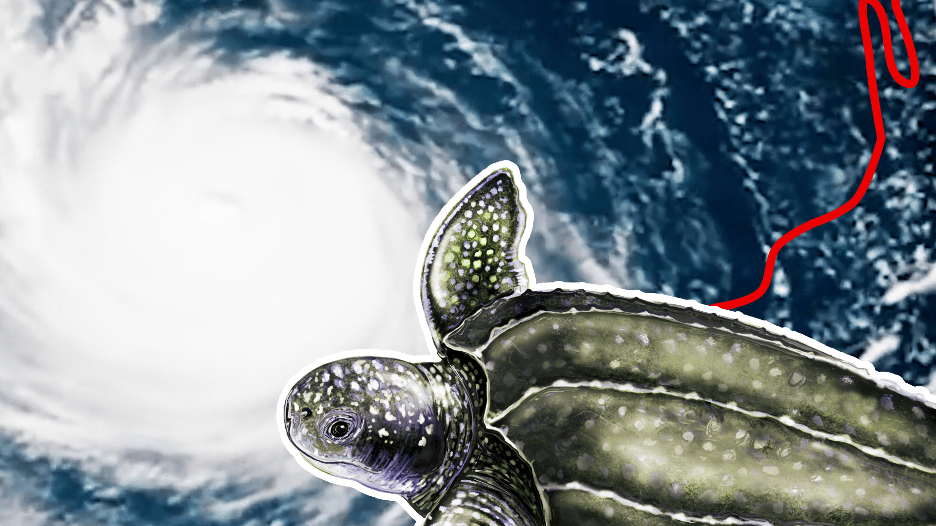 What happens to fish and other sea creatures underwater during a hurricane