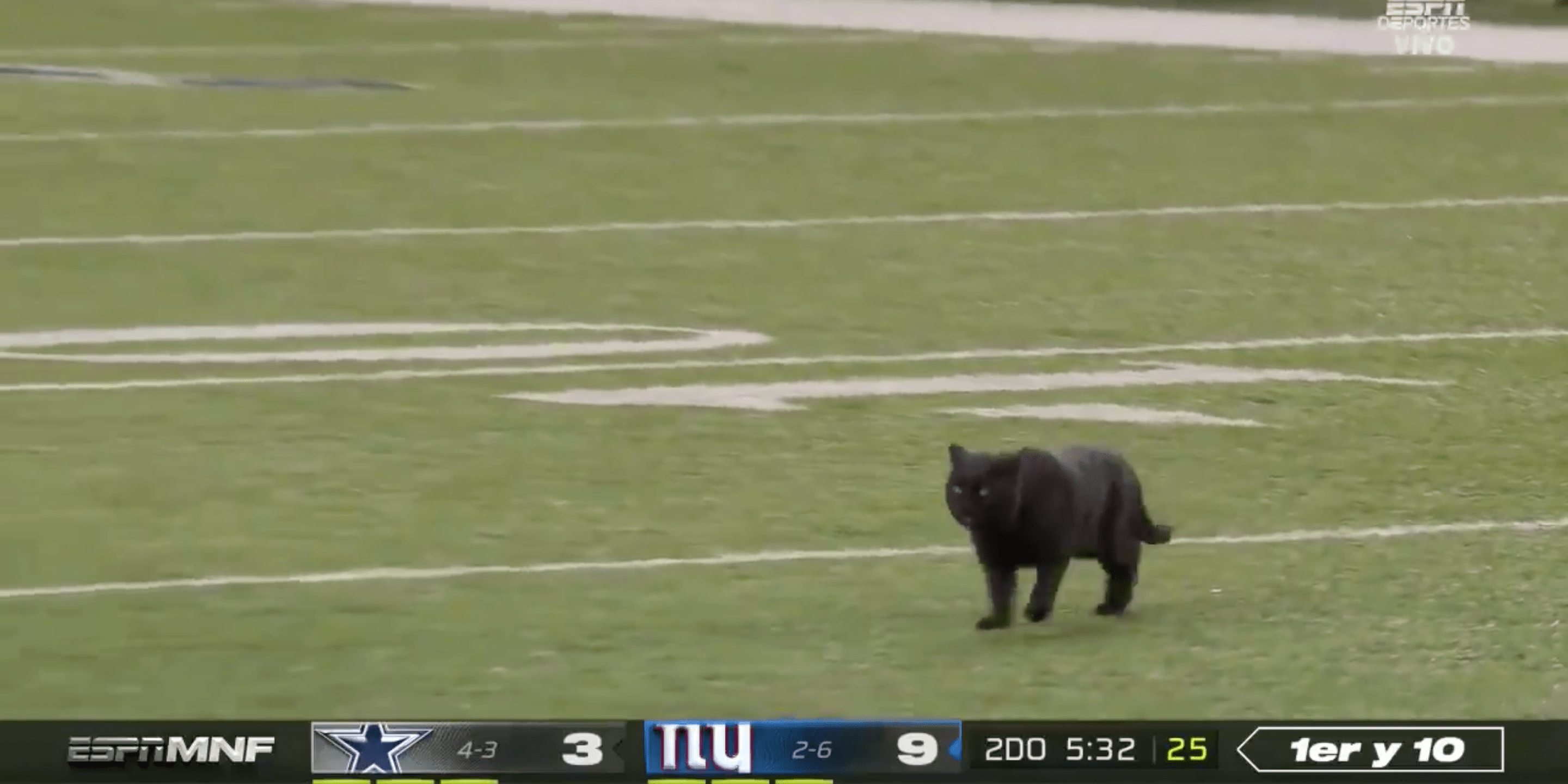 A cat that ran onto the field during 'Monday Night