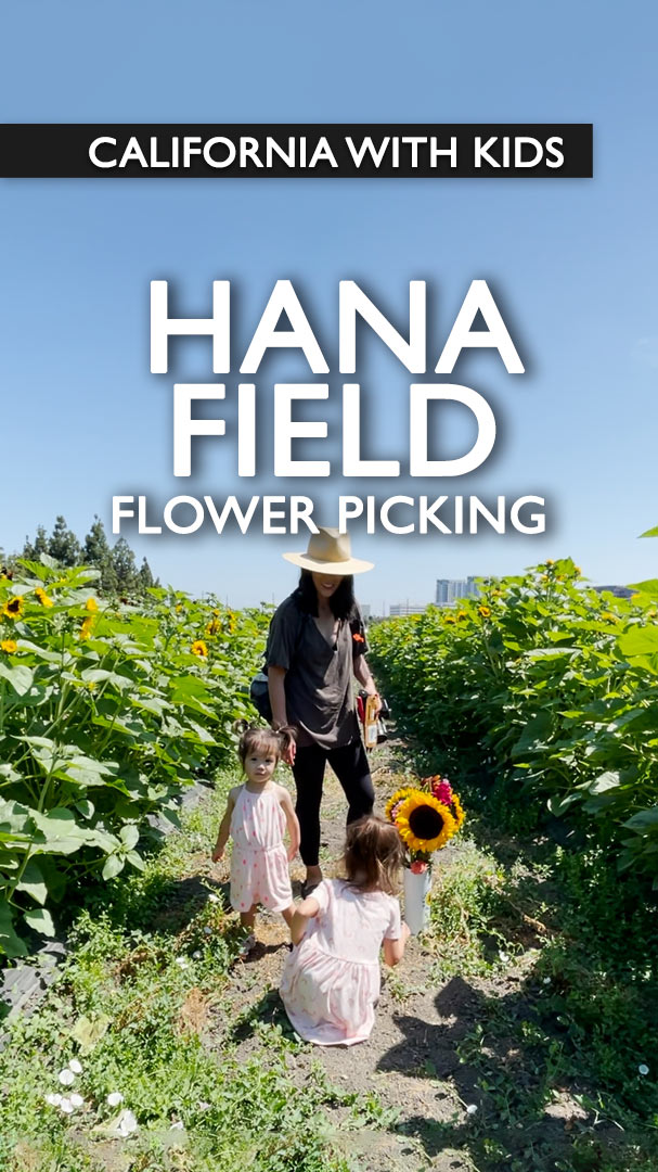 Visiting Sunflower Fields At Hana Field In Costa Mesa, CA Califoreigners